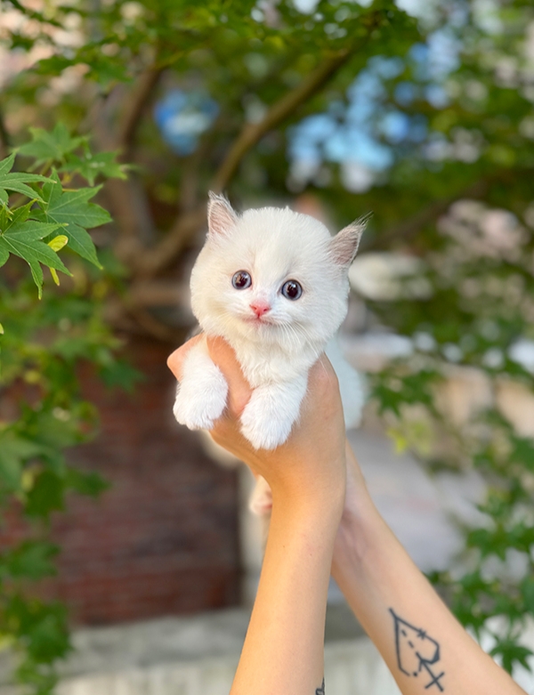 강아지분양 썸네일