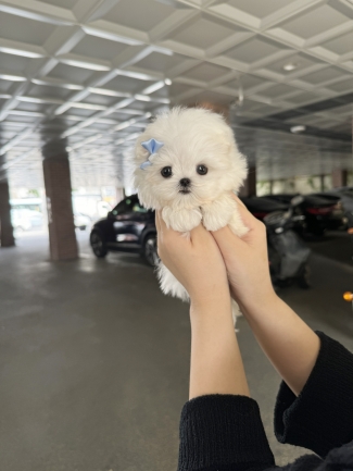 강아지분양 썸네일