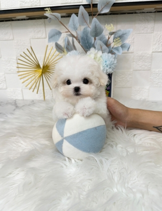 강아지분양 썸네일