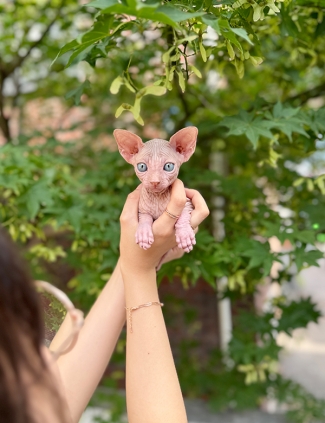 강아지분양 썸네일