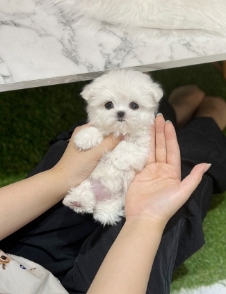 강아지분양 썸네일